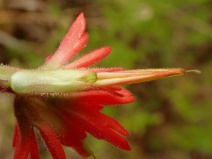 Castilleja affinis ssp. affinis