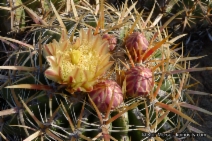 Echinocactus viridescens