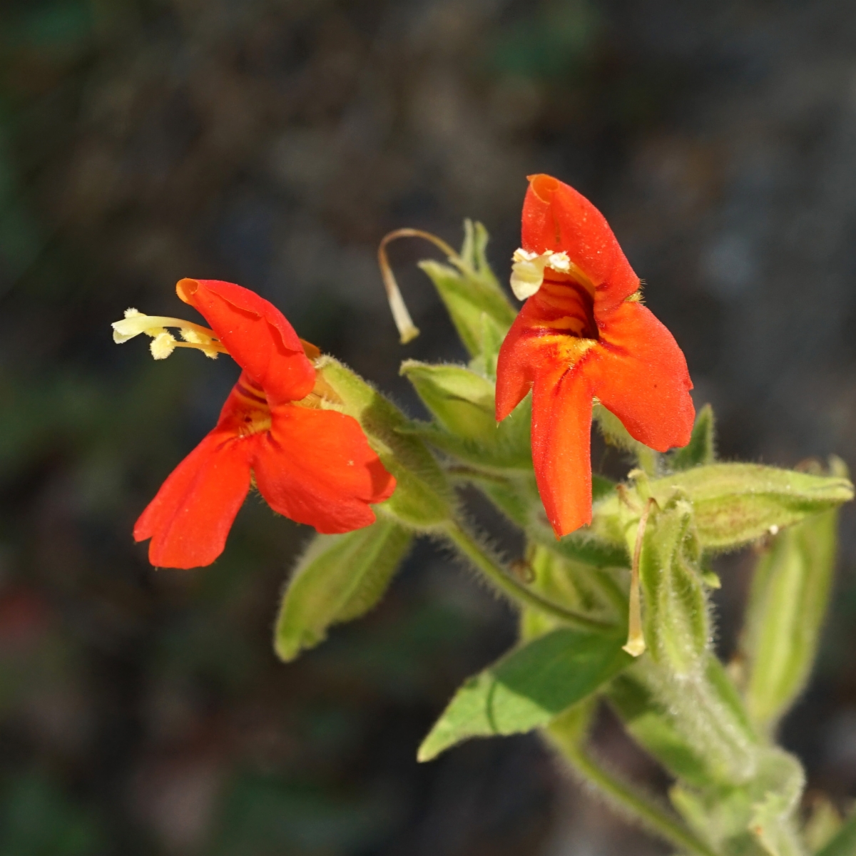 Erythranthe cardinalis