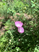 Sidalcea malviflora ssp. nana