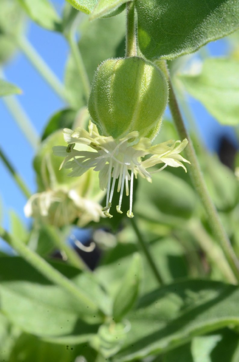 Silene greenei ssp. greenei
