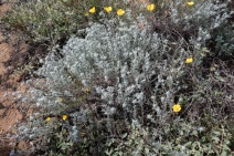 Eriastrum densifolium ssp. densifolium