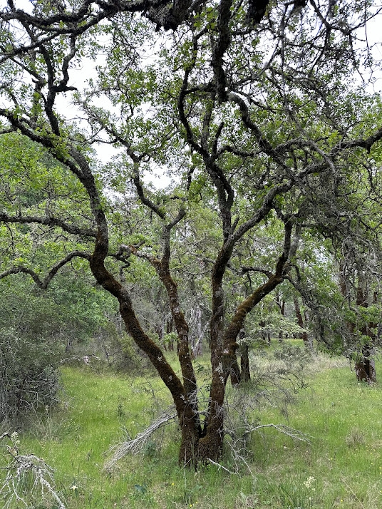 Quercus Xhowellii