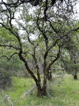 Quercus Xhowellii