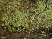 Callitriche heterophylla ssp. bolanderi