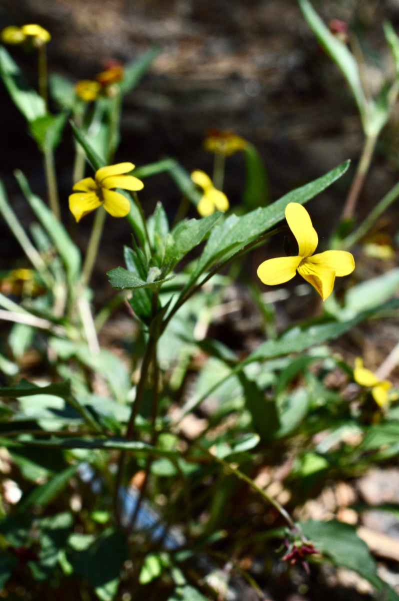 Viola pinetorum ssp. pinetorum
