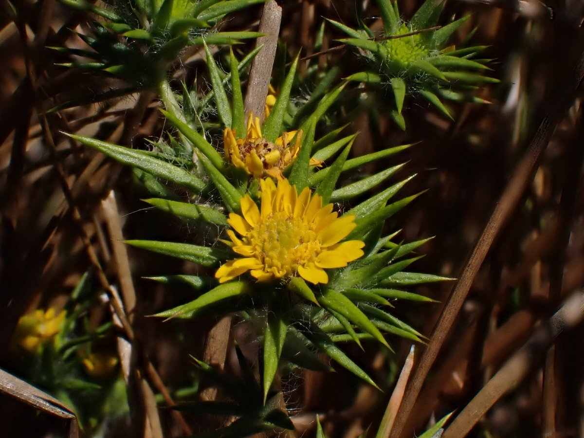 Centromadia parryi ssp. congdonii