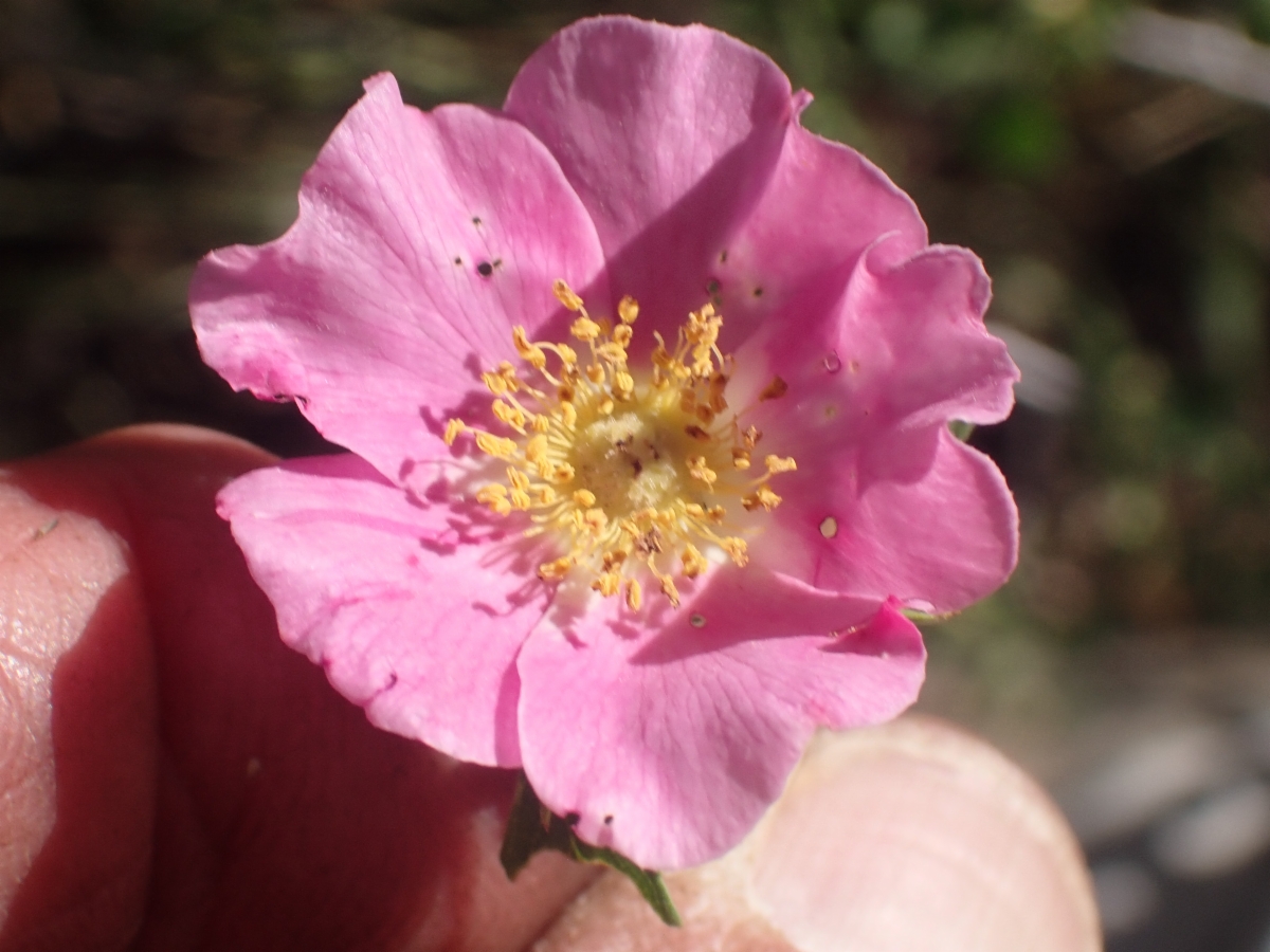 Rosa woodsii ssp. ultramontana