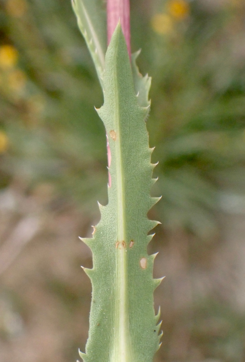 Pyrrocoma lanceolata var. lanceolata