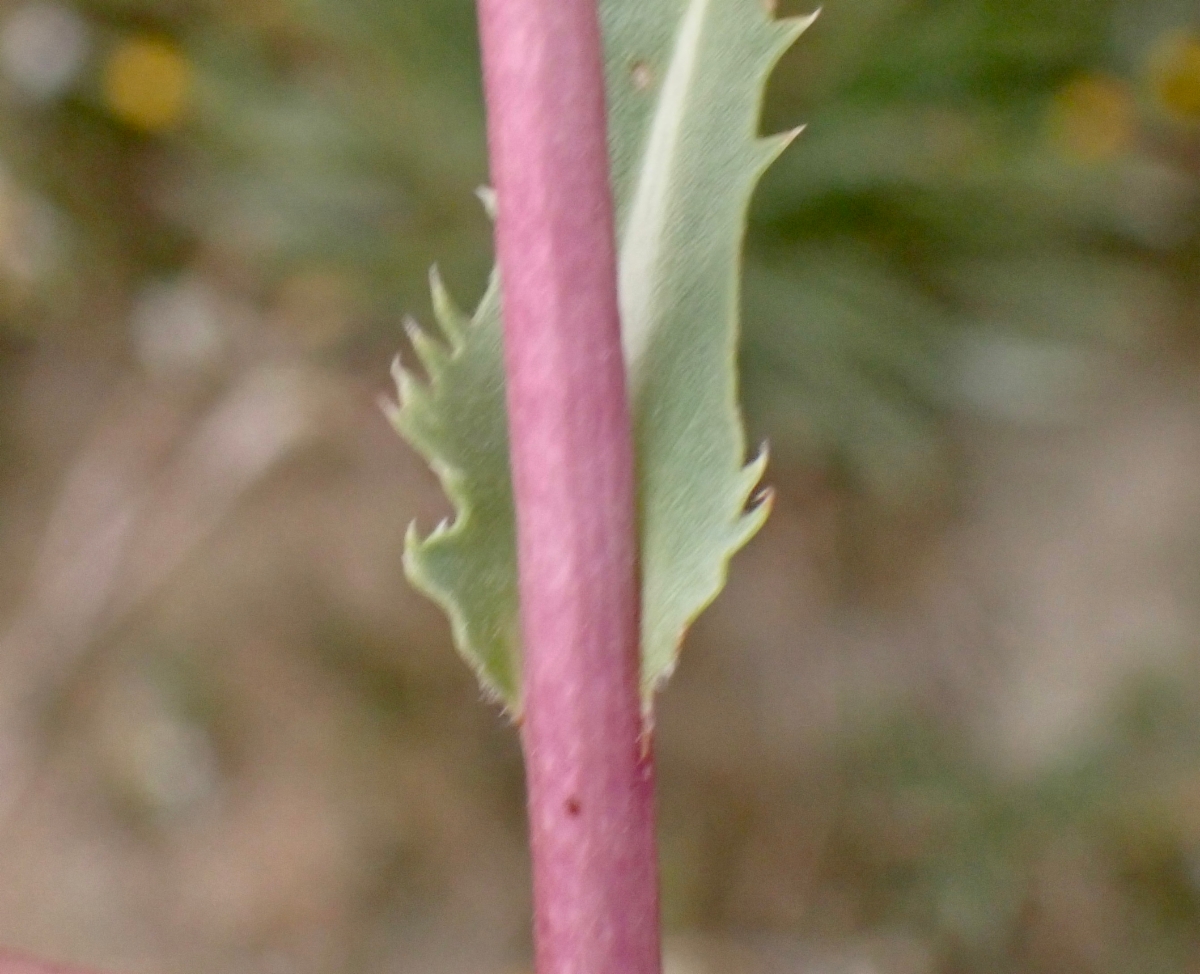 Pyrrocoma lanceolata var. lanceolata