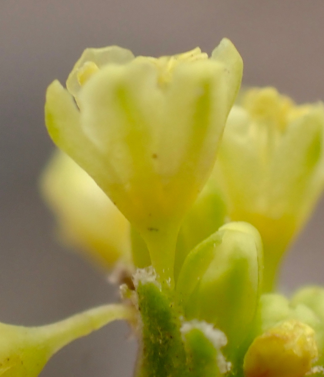 Eriogonum marifolium var. marifolium