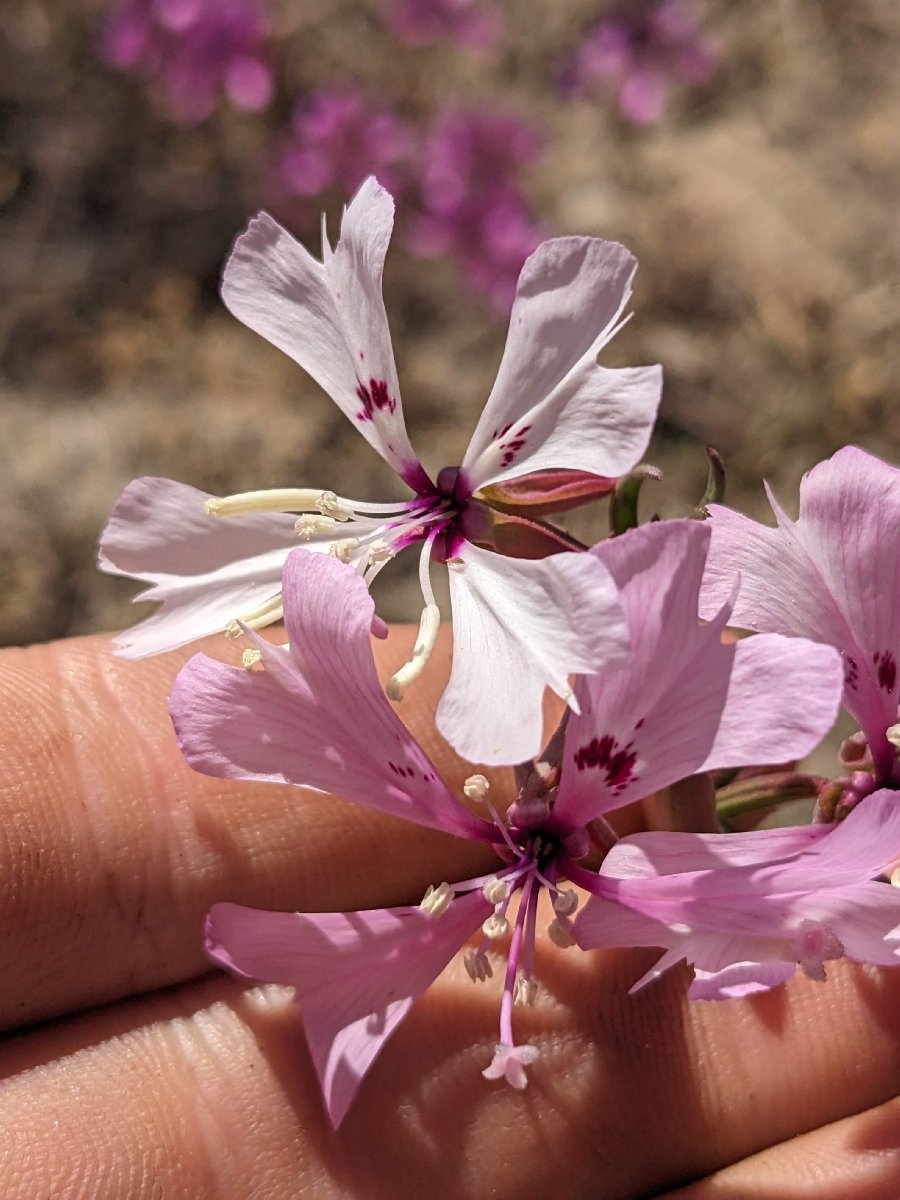 Clarkia xantiana ssp. parviflora