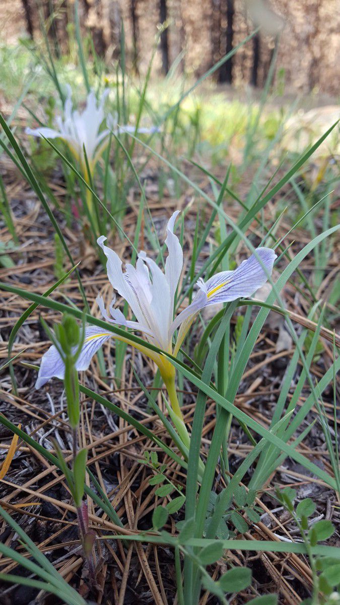 Iris macrosiphon