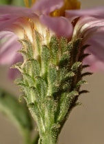 Corethrogyne filaginifolia var. brevicula