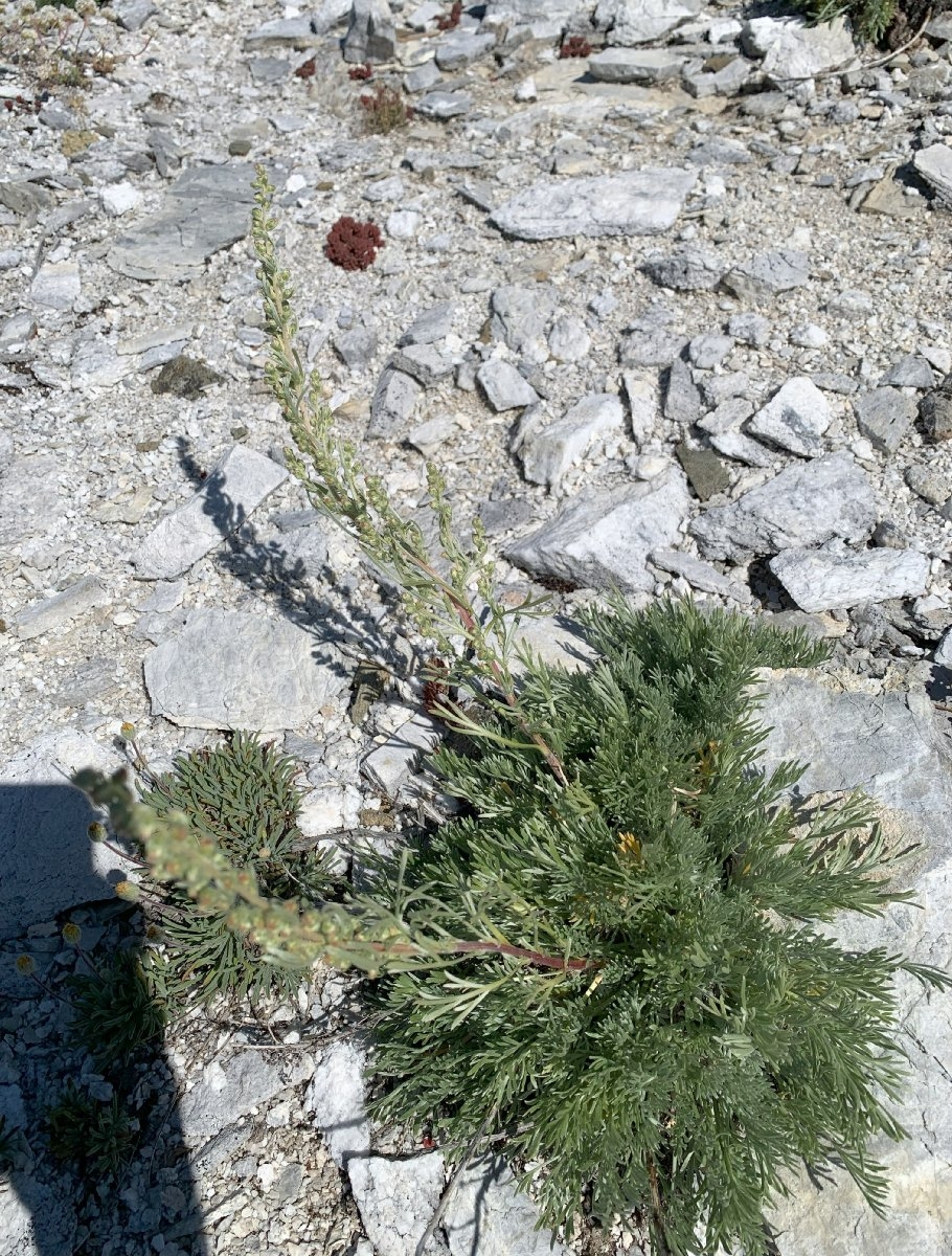 Artemisia borealis ssp. borealis