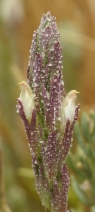 Chloropyron palmatum