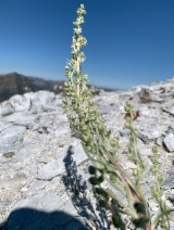 Artemisia campestris ssp. borealis var. scouleriana