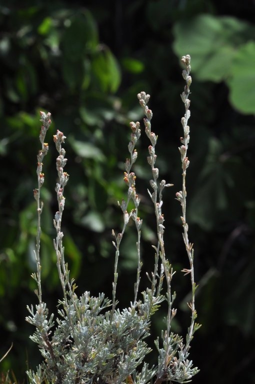 Artemisia tripartita ssp. tripartita