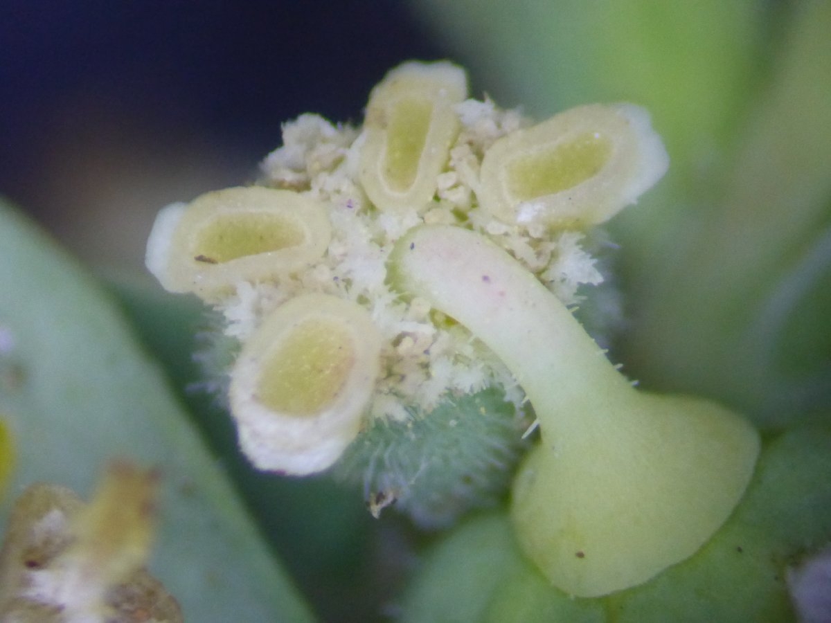 Euphorbia ocellata ssp. rattanii