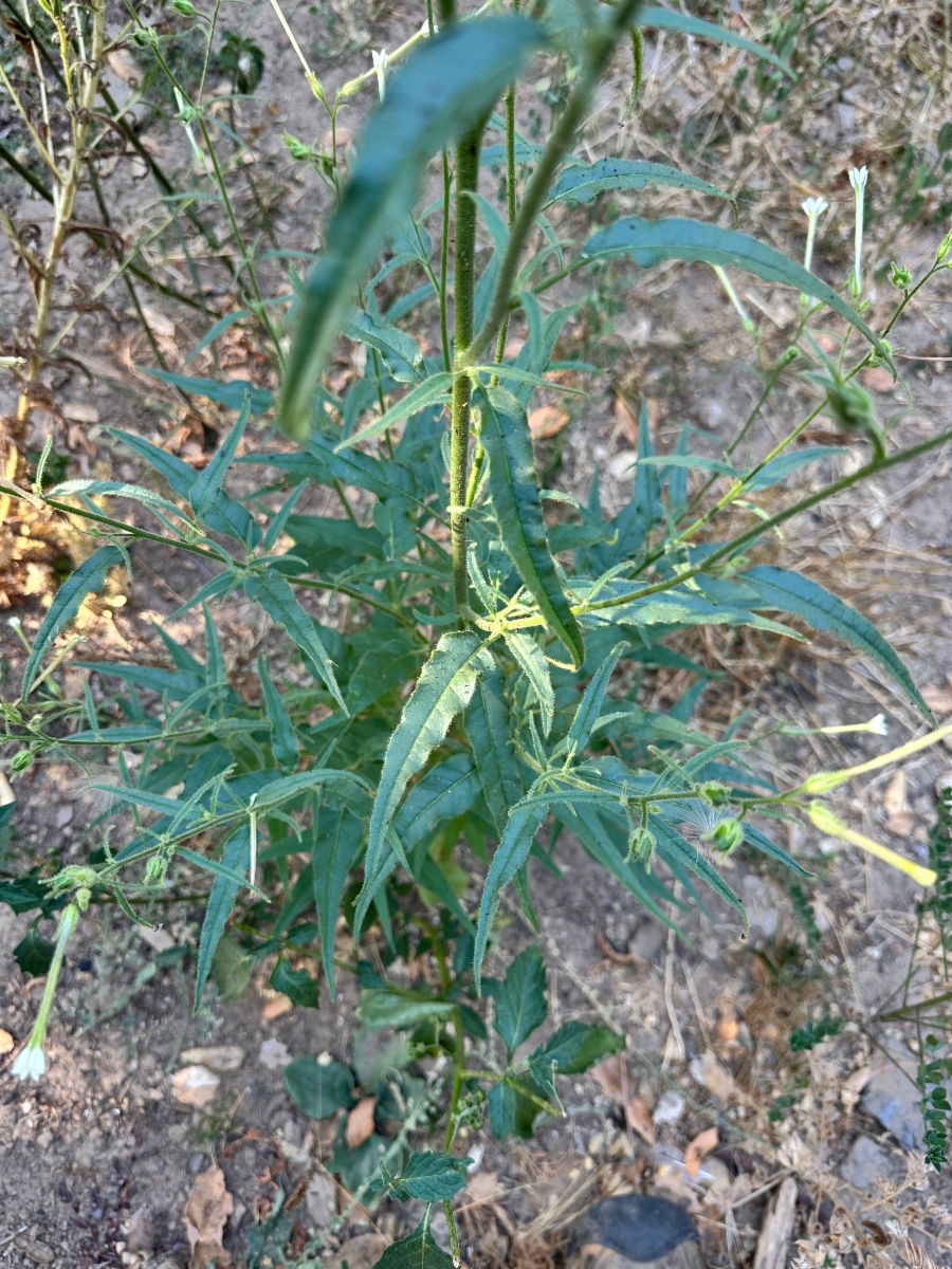 Nicotiana acuminata