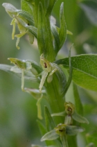 Platanthera hyperborea var. gracilis