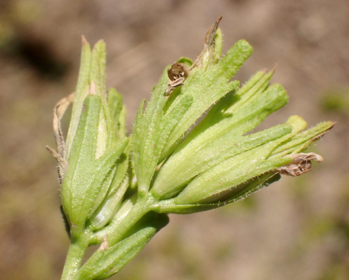 Cordylanthus rigidus