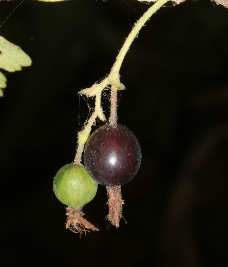 Ribes divaricatum