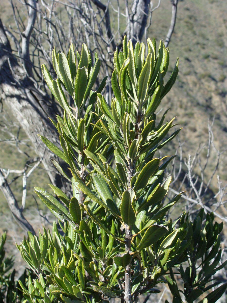 Comarostaphylis diversifolia ssp. diversifolia