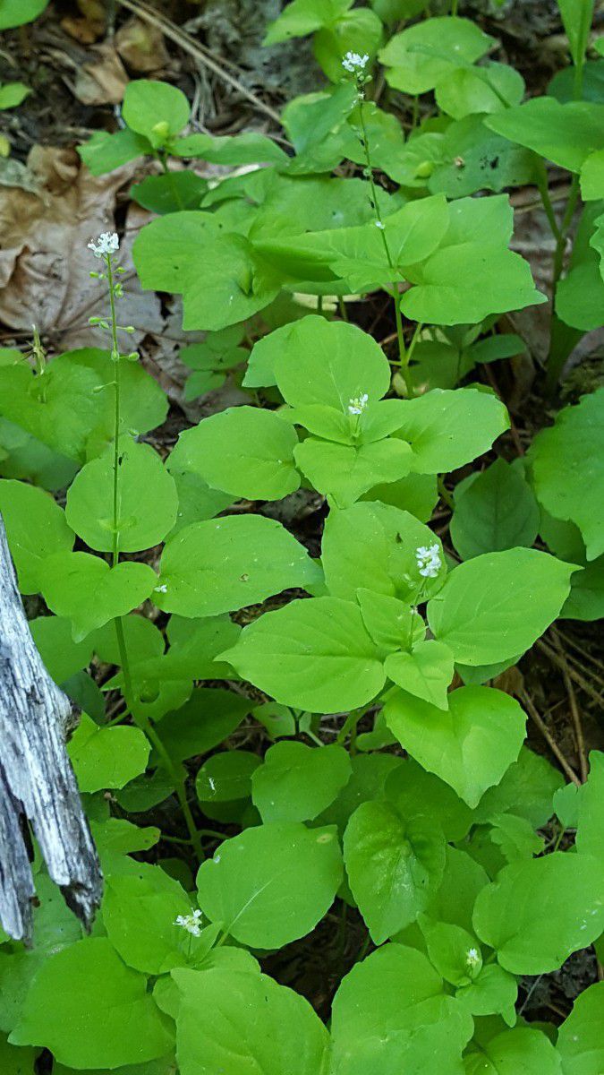 Circaea alpina ssp. pacifica