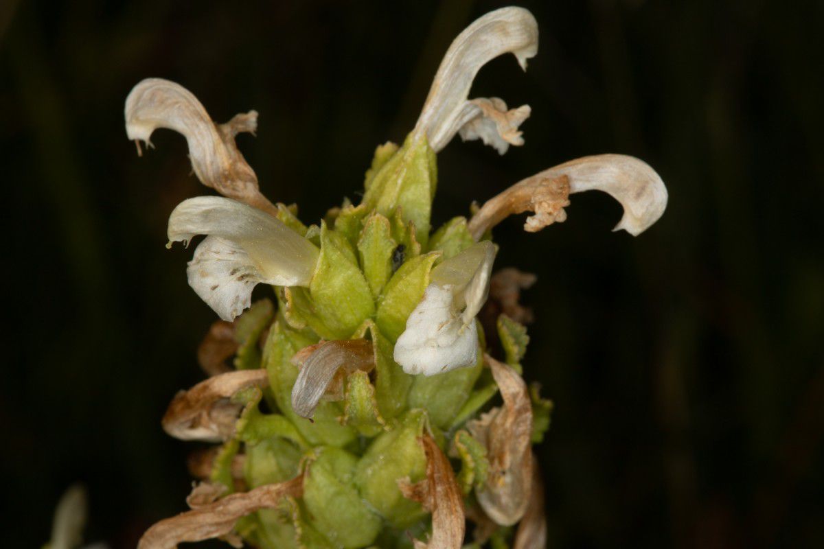 Pedicularis crenulata