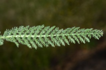 Achillea millefolium var. californica