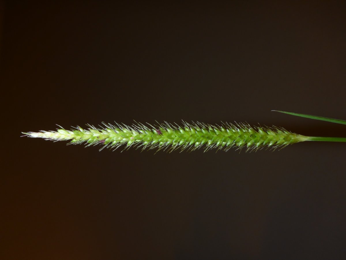 Setaria parviflora
