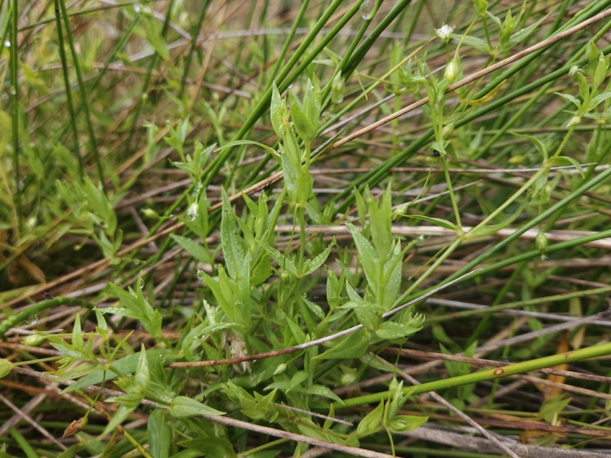Stellaria borealis ssp. sitchana