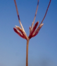 Linanthus aureus ssp. aureus