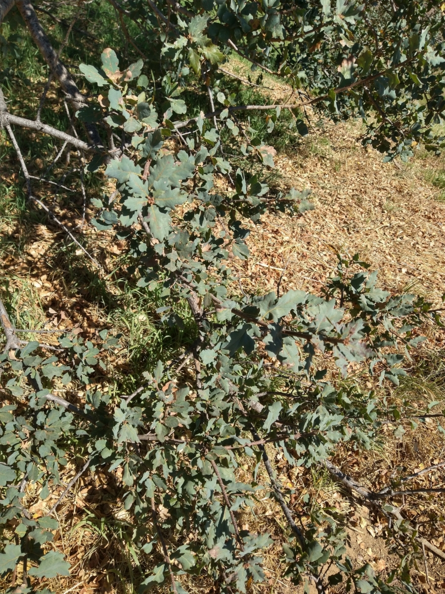 Quercus Xjolonensis