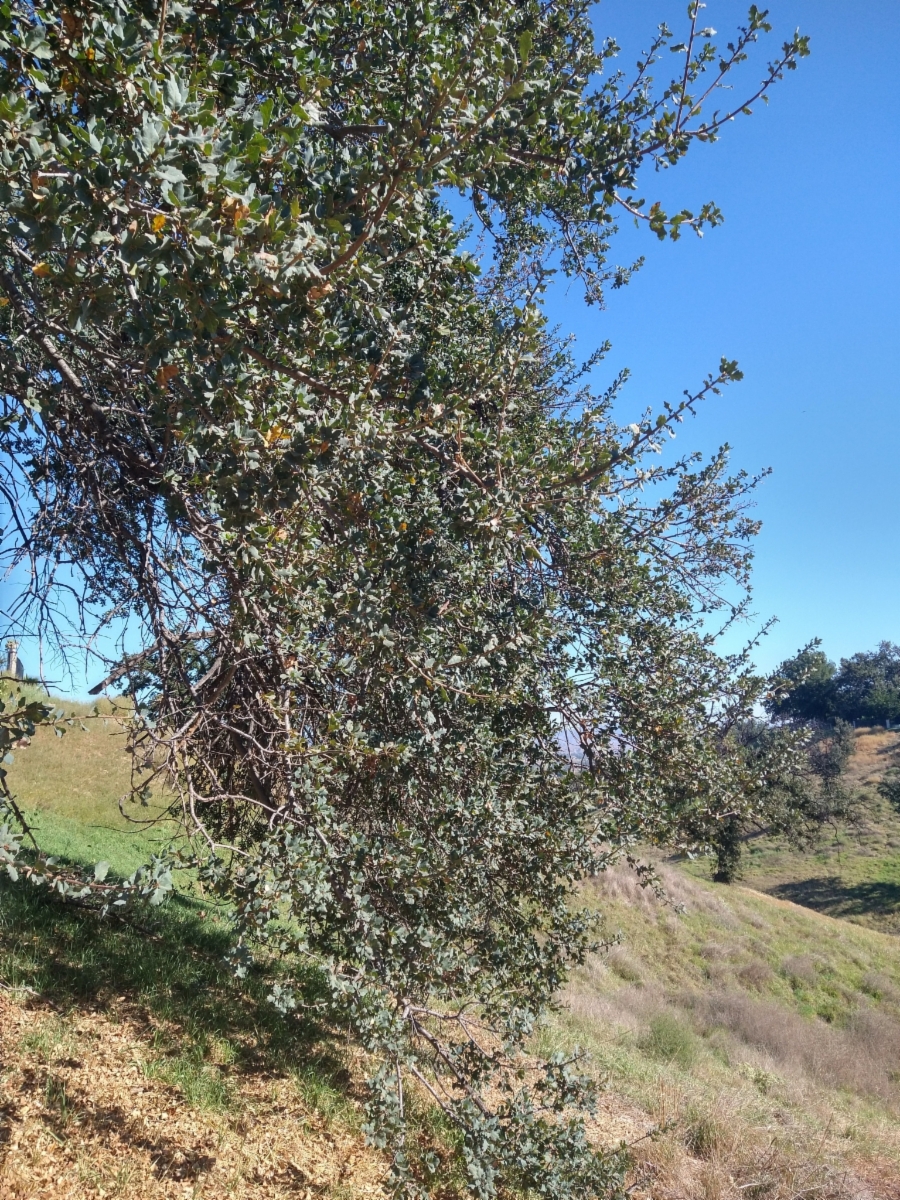 Quercus Xjolonensis