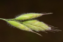 Bromus hordeaceus ssp. hordeaceus