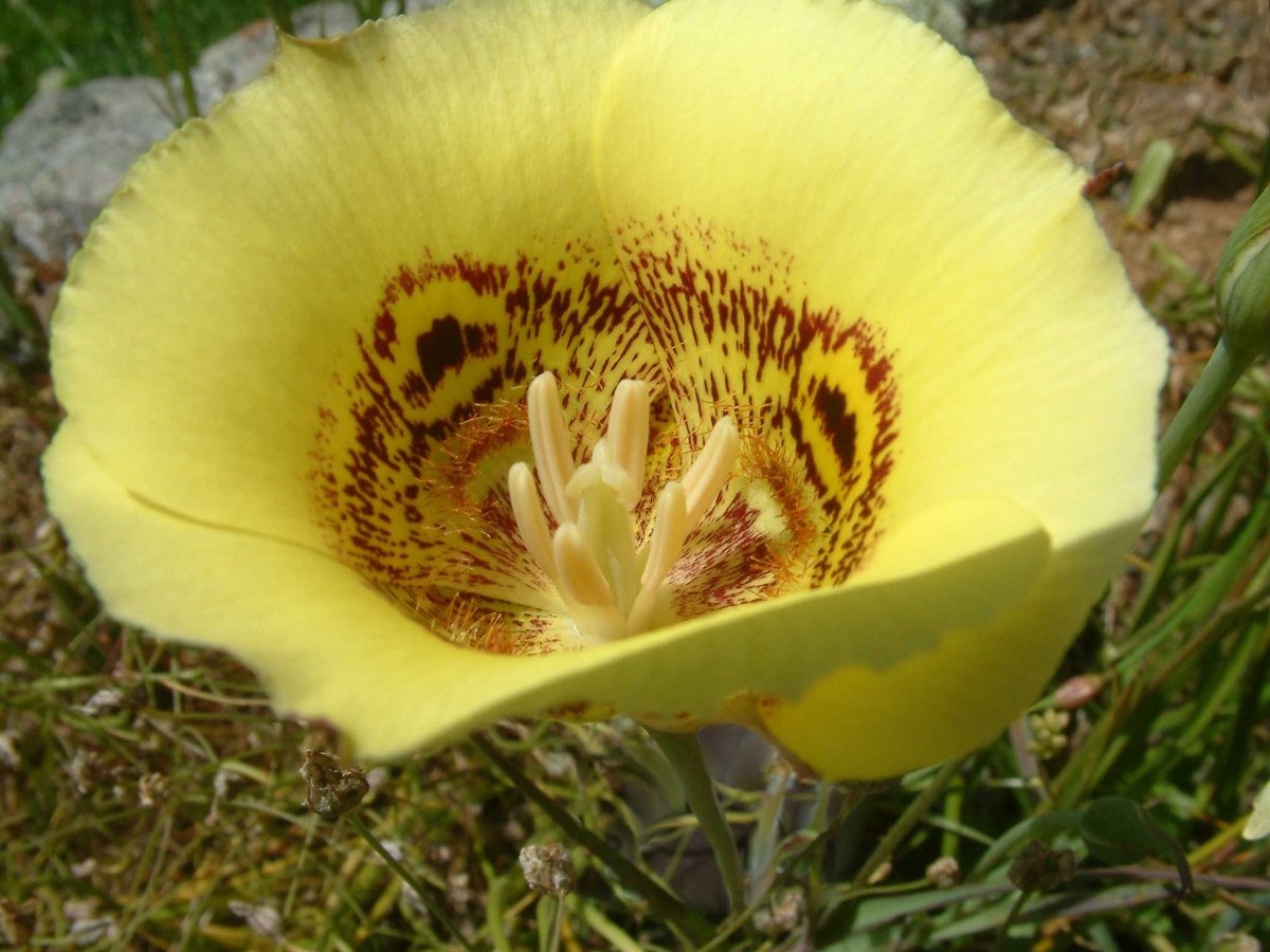 Calochortus superbus