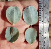 Acacia podalyriifolia