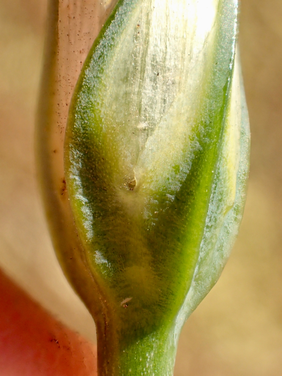 Eustoma exaltatum ssp. exaltatum