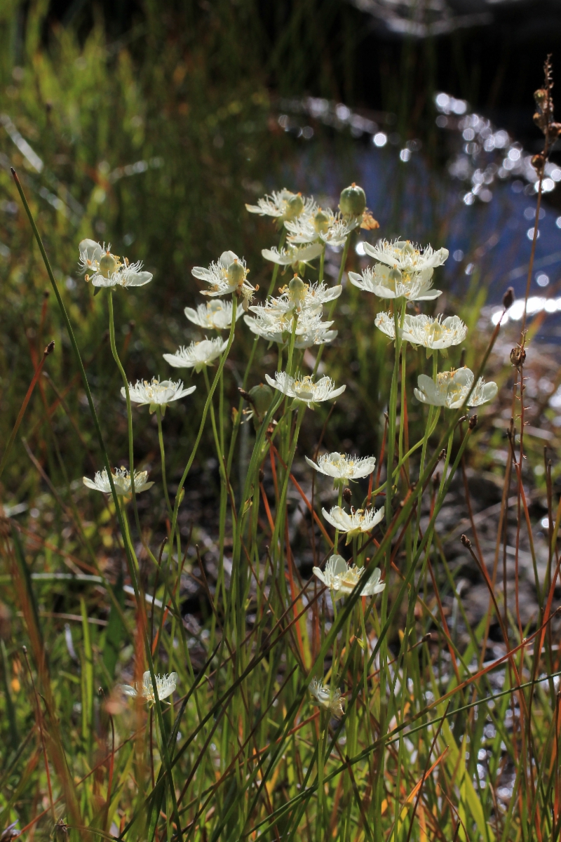 Parnassia cirrata var. intermedia