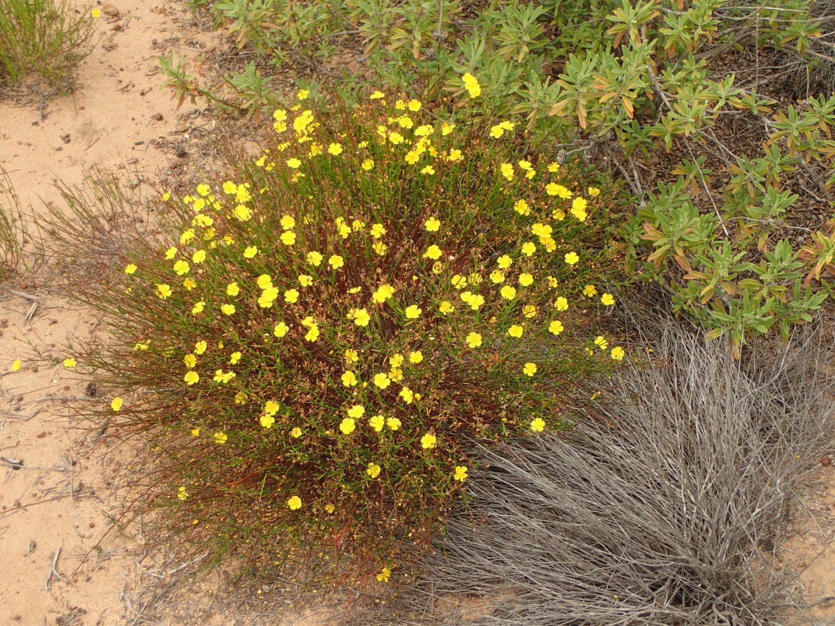 Crocanthemum scoparium var. vulgare