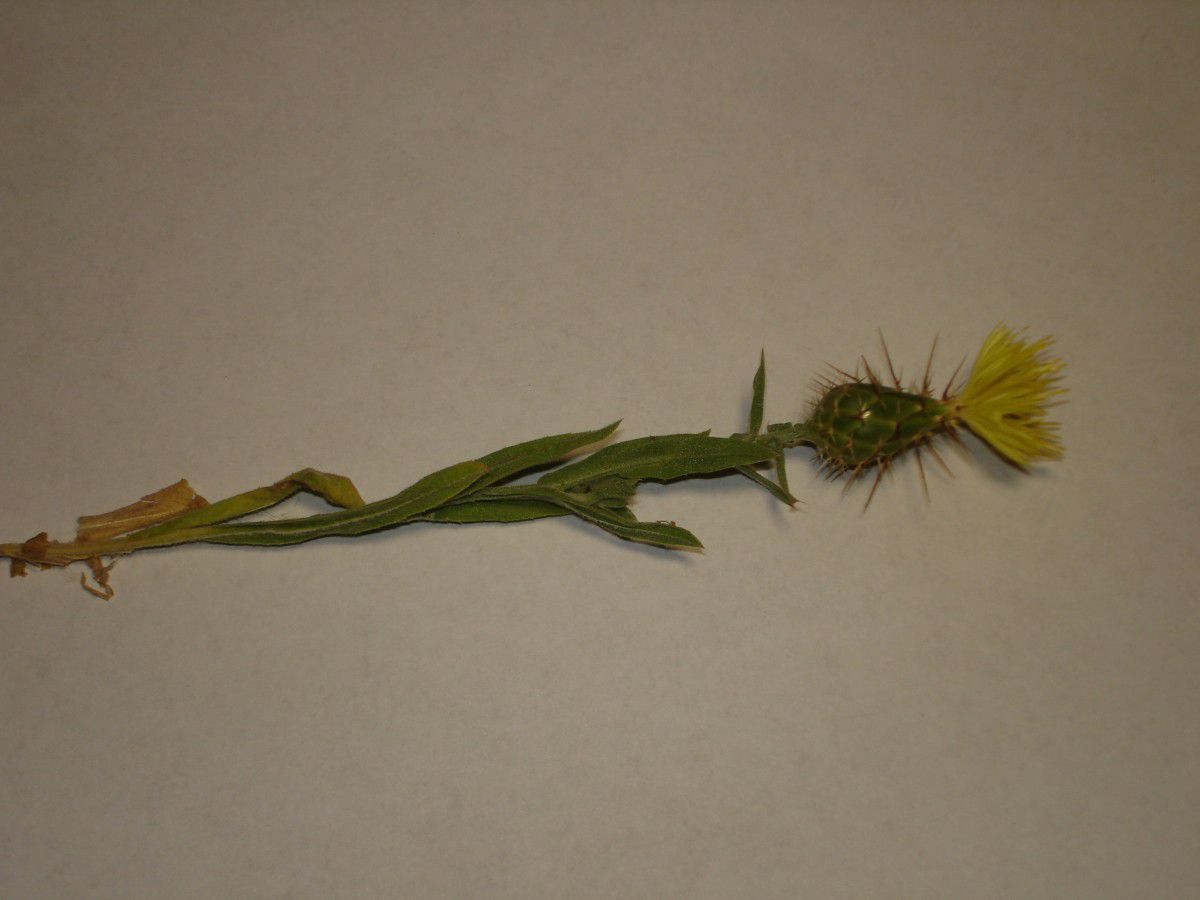 Centaurea sulphurea