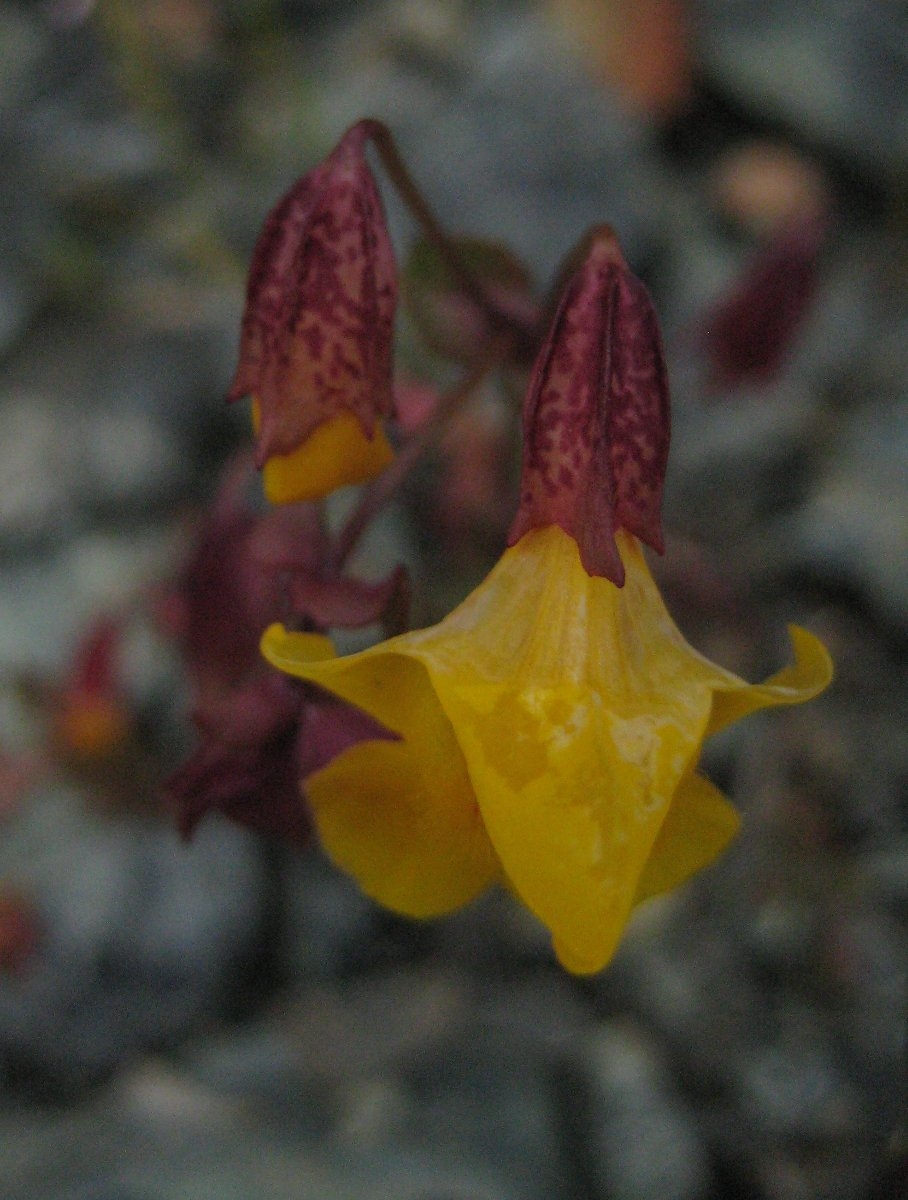 Erythranthe microphylla
