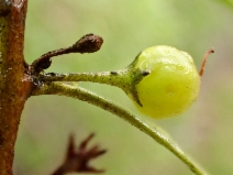 Myoporum acuminatum
