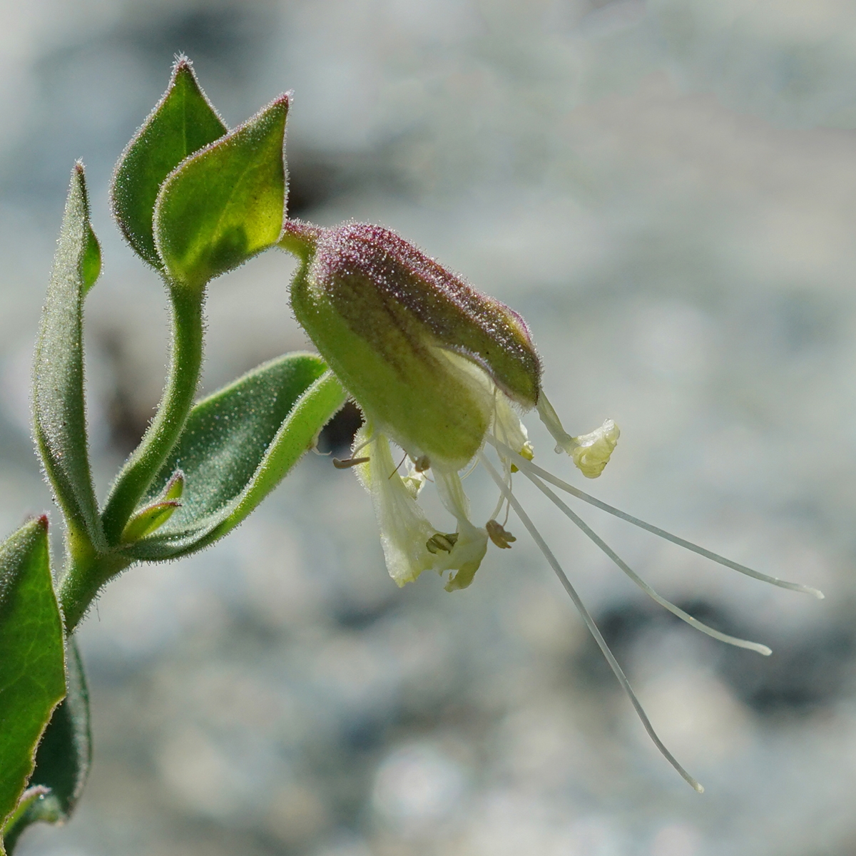 Silene greenei ssp. greenei