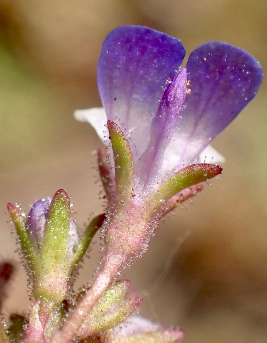 Collinsia parviflora