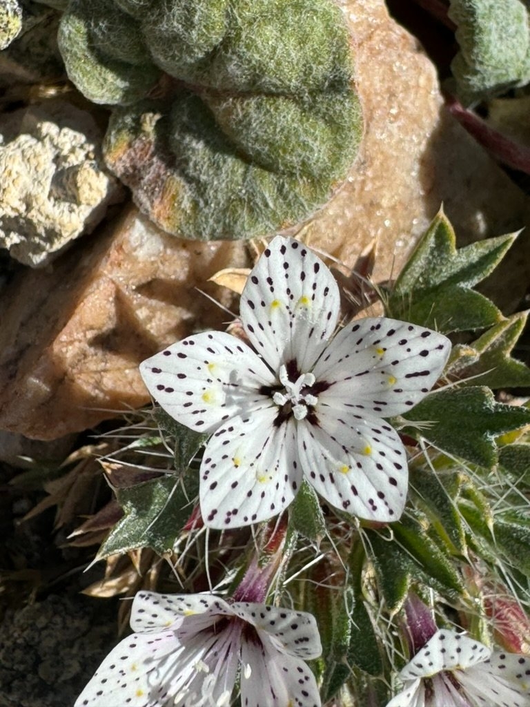 Langloisia setosissima ssp. punctata