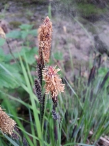 Carex nudata