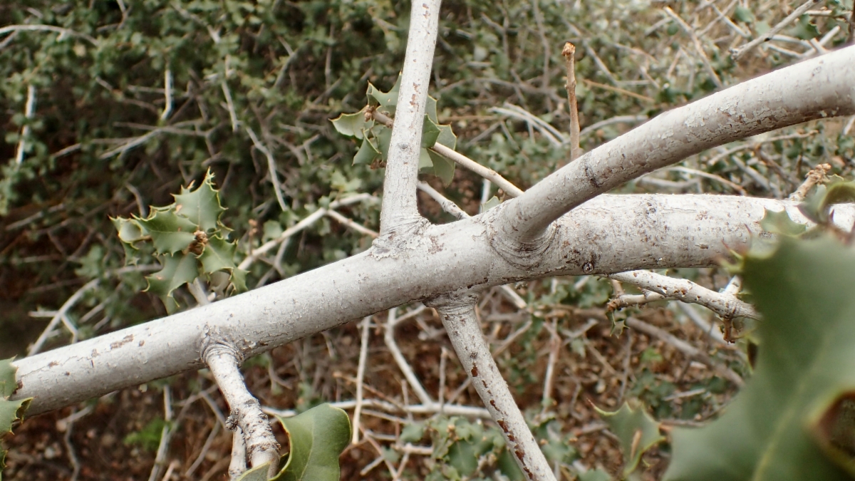 Quercus palmeri